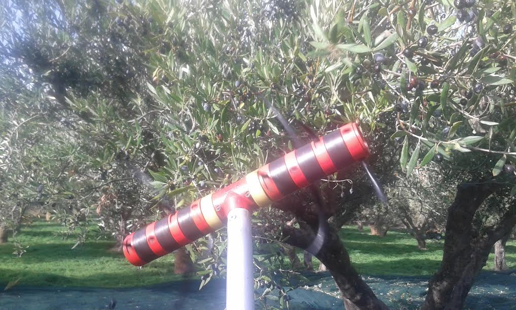 olives harvesting