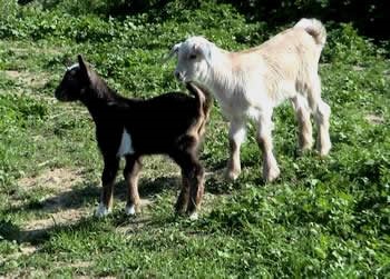 goats