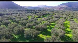 Crete olive oil