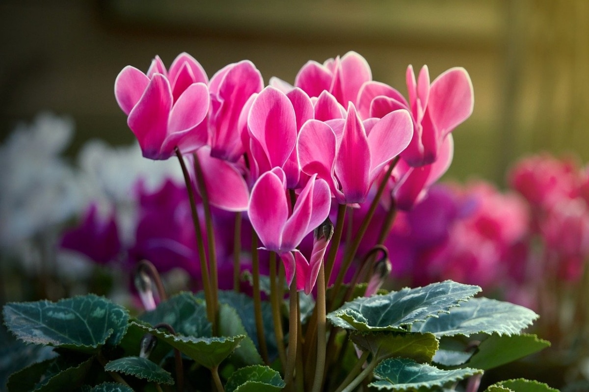 Blog 45 CYCLAMEN