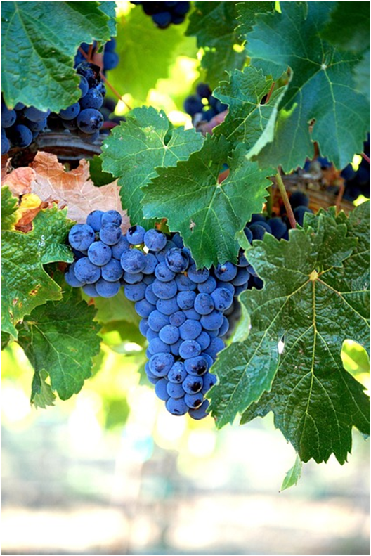 Discover Crete by Car: Wine Tours and Nature 4 εικόνα 3
